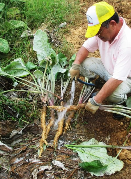 はたごんぼ収穫風景