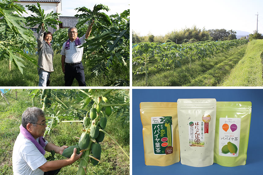 森康農園の風景