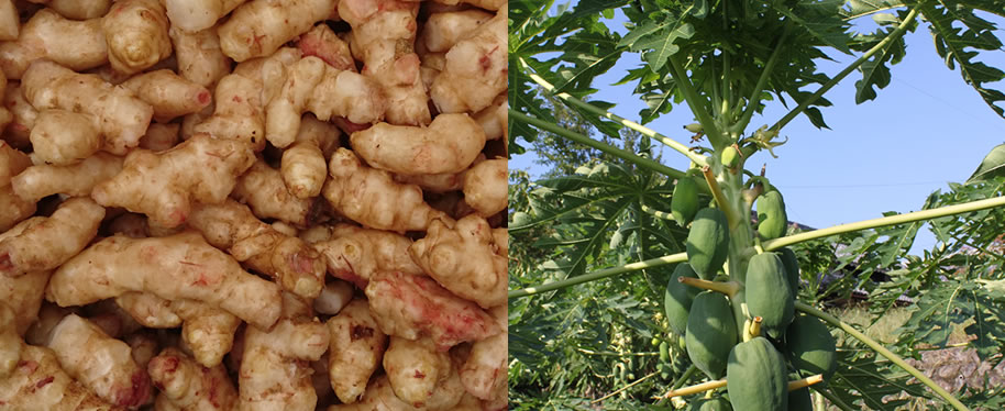 菊芋パパイヤ葉茶収穫風景