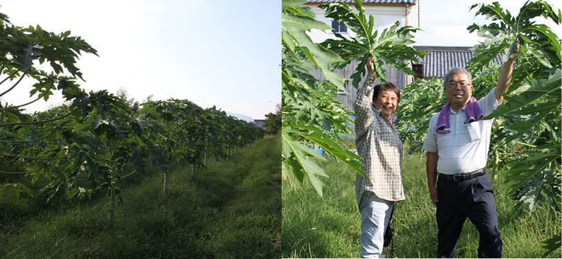パパイヤ葉茶収穫風景
