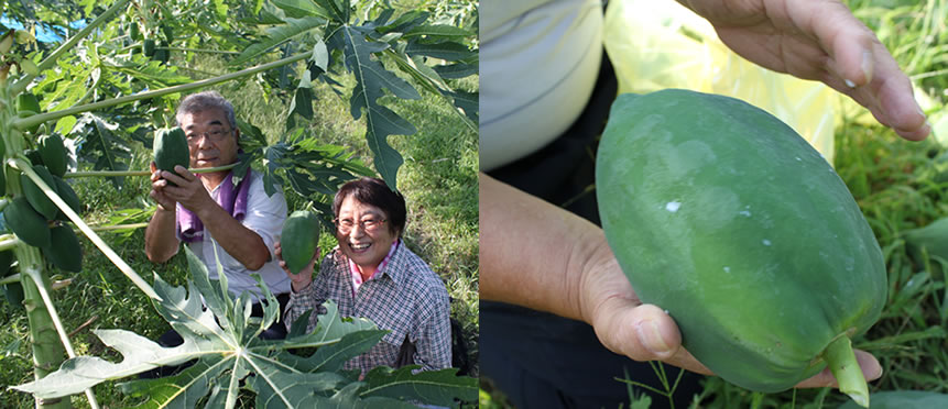 パパイヤ葉茶収穫風景